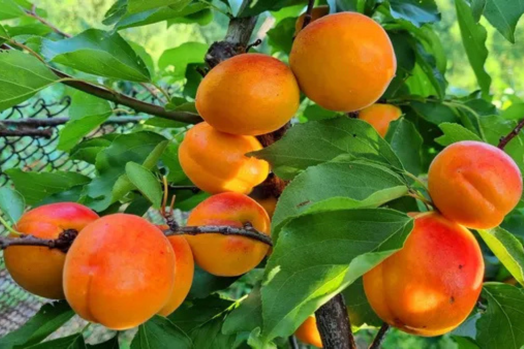 Safeda Apricot Plants